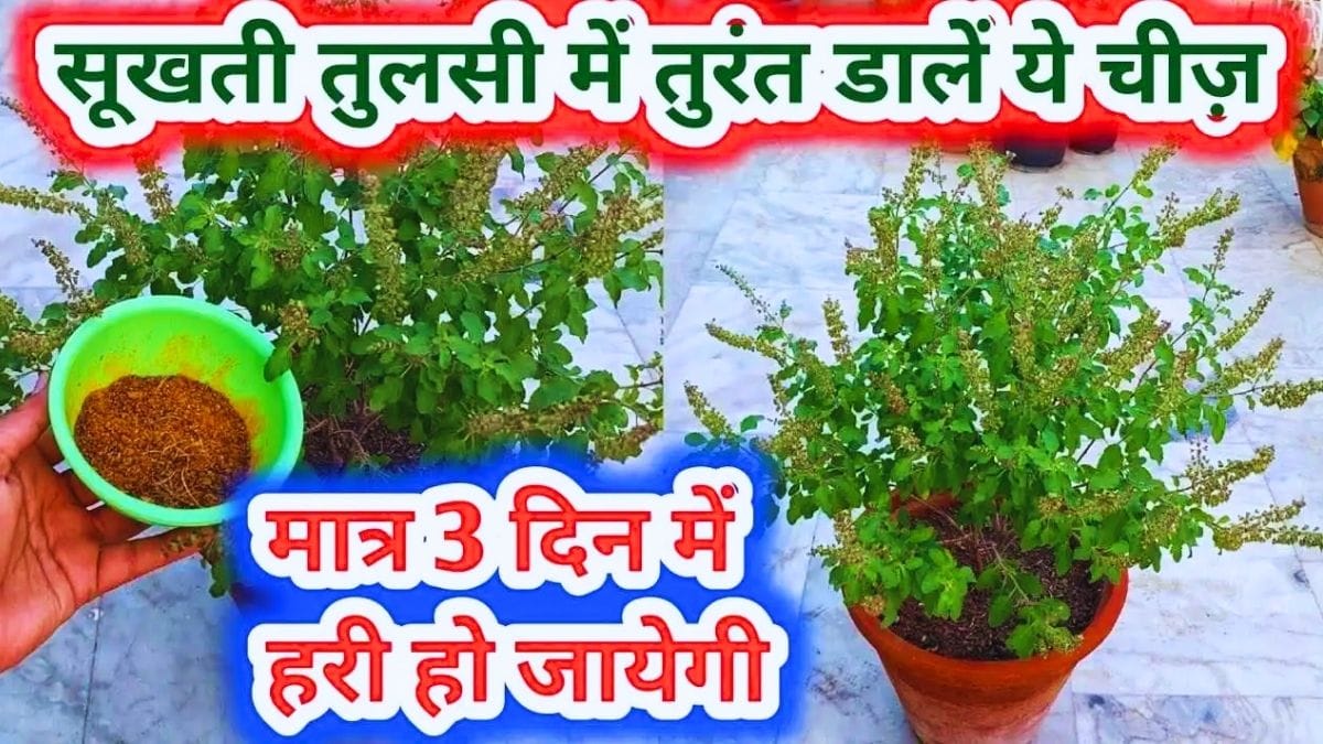 Tulsi Plant Care Tips